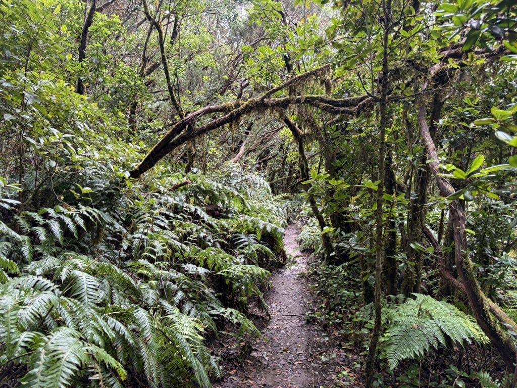 Foret d’Anaga au nord de Tenerife