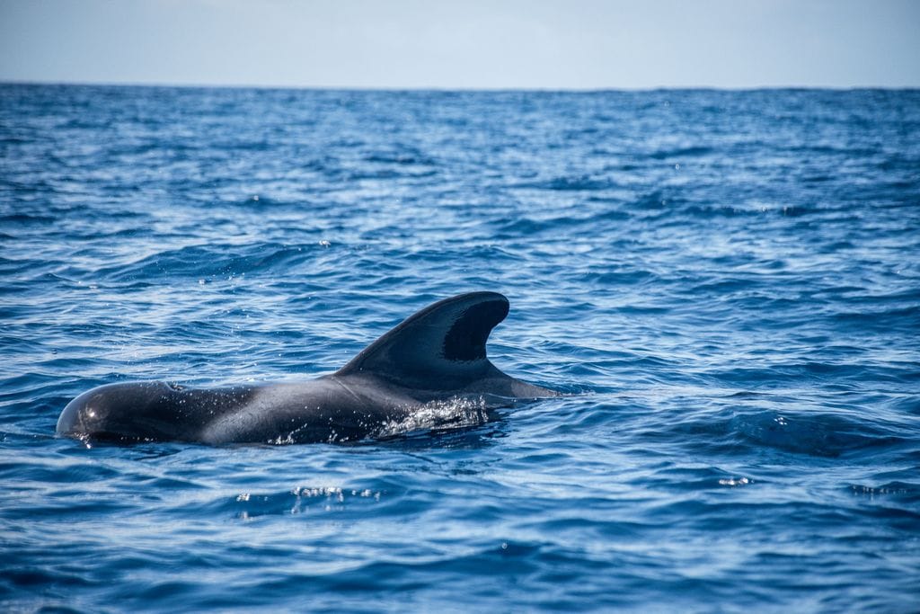 Baleine pilote au large de Los Gigantes, Tenerife