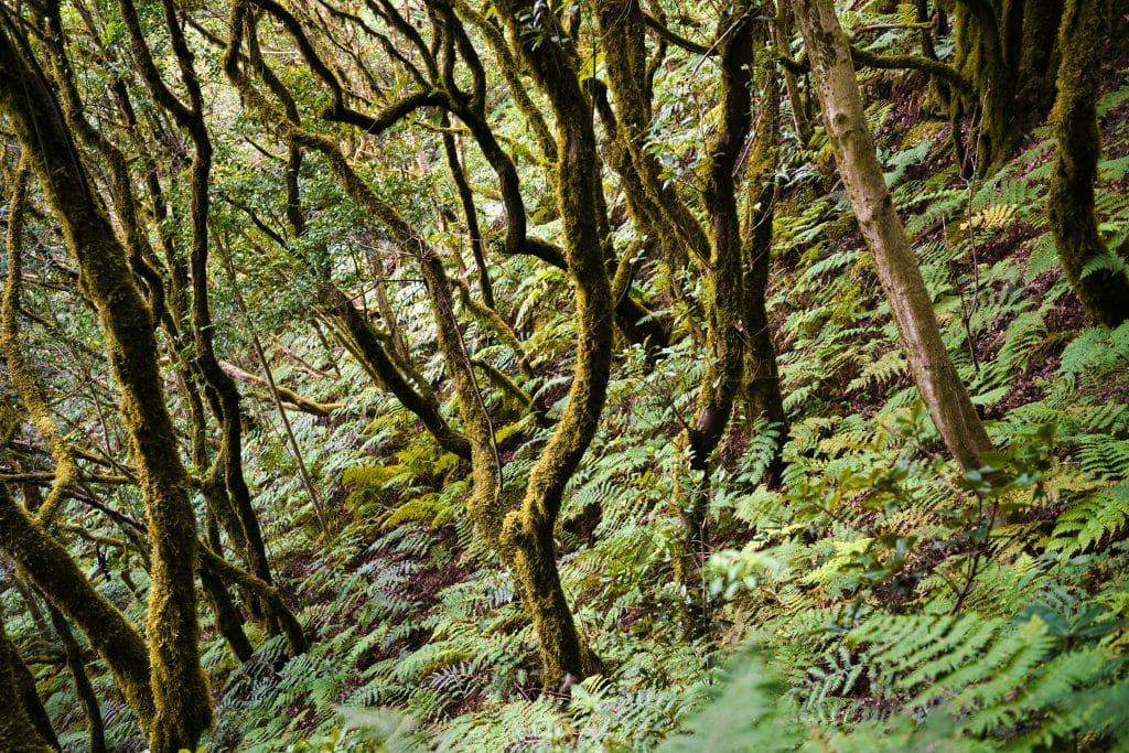 Le parc rural d'Anaga à Tenerife