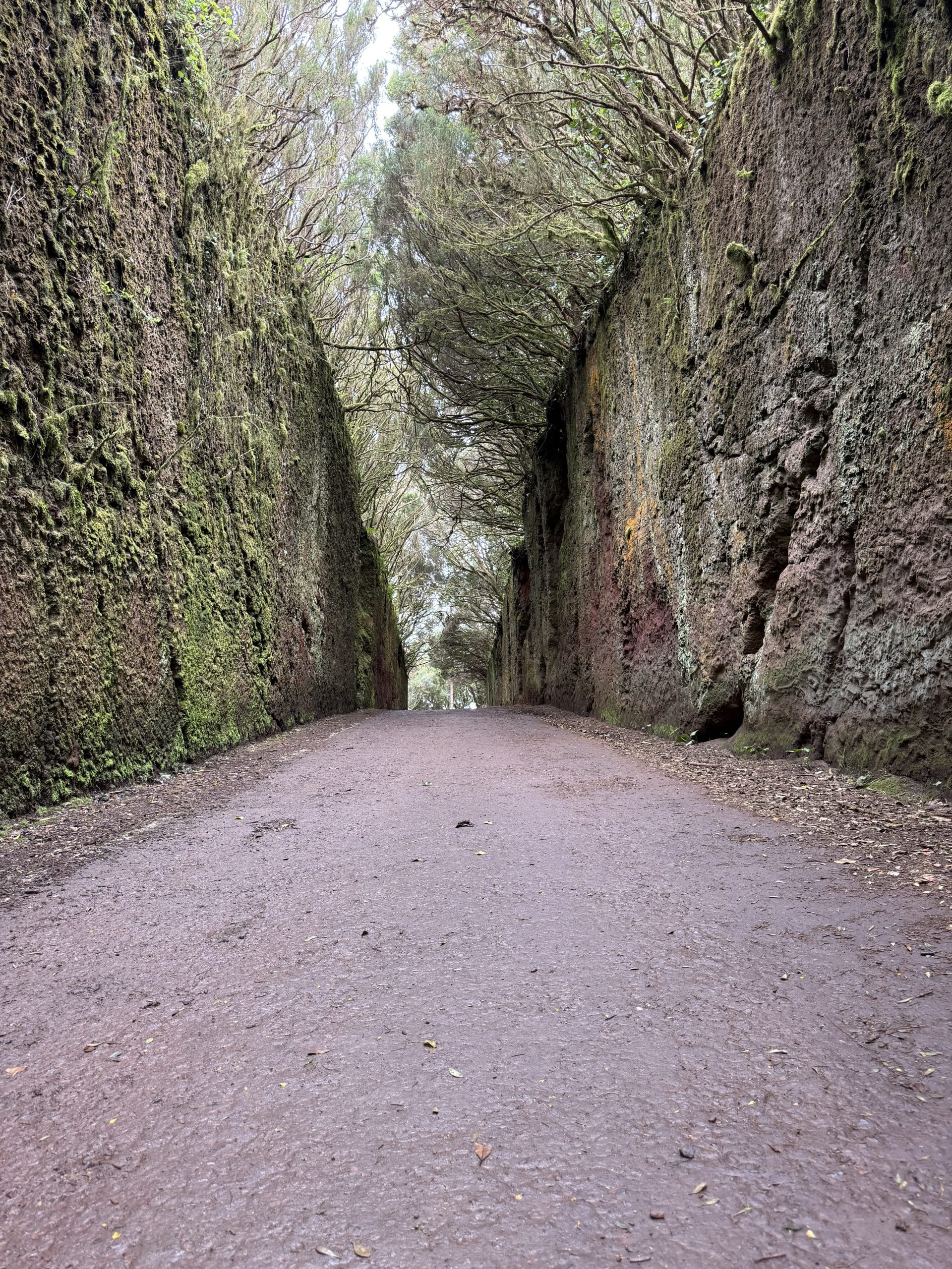 Sentier à travers la forêt de laurisylve du parc d'Anaga, à Tenerife