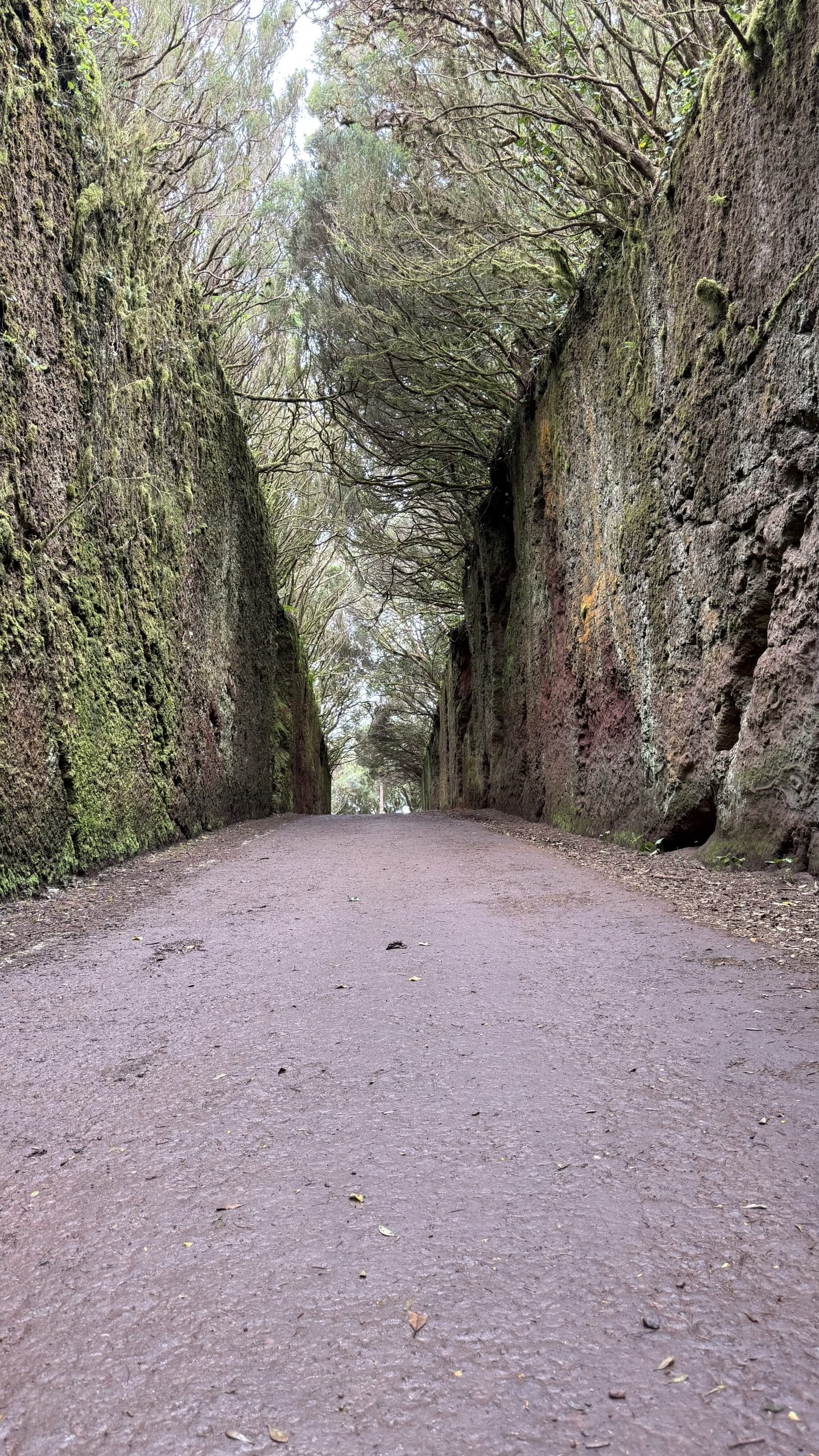 Chemin encaissé dans la forêt de lauriers du parc rural d'Anaga