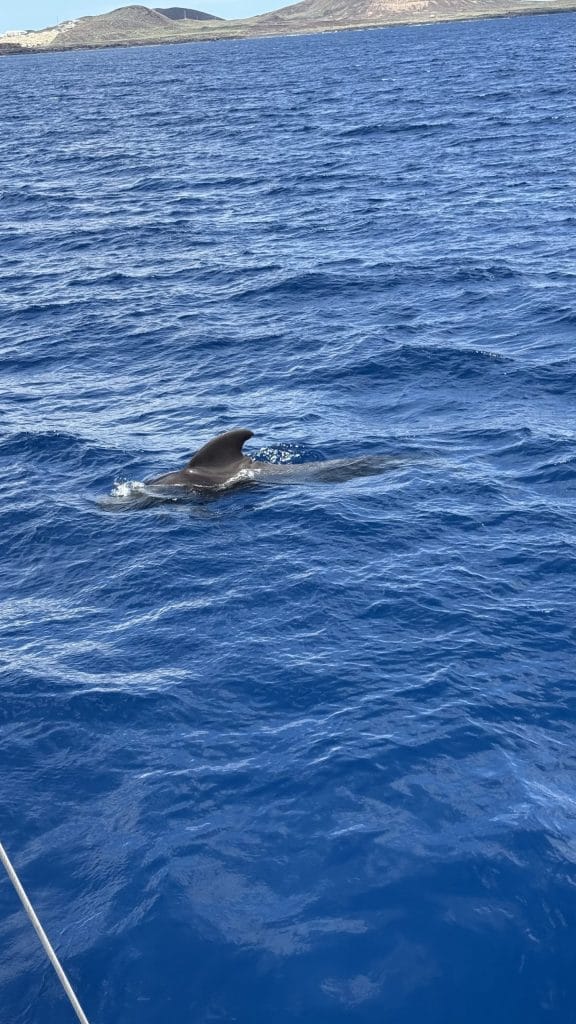 Aileron d'une baleine-pilote près de la côte sud de Tenerife