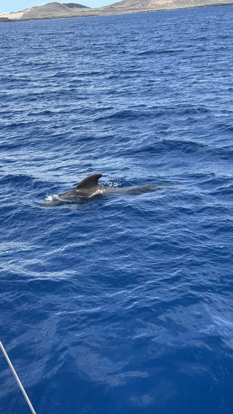 Aileron d'une baleine-pilote près de la côte sud de Tenerife