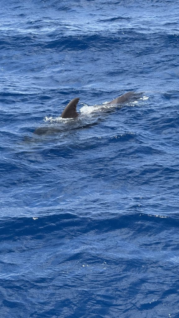 Deux ailerons de baleines-pilotes au large de Tenerife