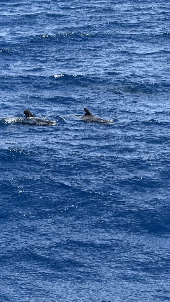 Baleines-pilotes nageant en pleine mer au large de Tenerife