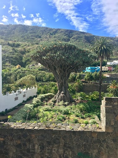 Vue depuis une terrasse d'Icod de los Vinos sur le Drago Milenario entouré des maisons blanches du village