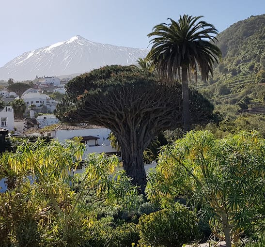 Le Drago Milenario dominant les toits d'Icod de los Vinos, avec le Teide enneigé en arrière-plan