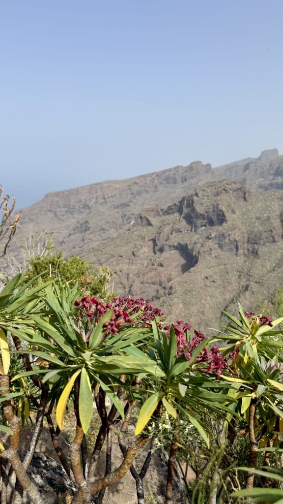 Végétation et fleurs sur les hauteurs de Santiago del Teide
