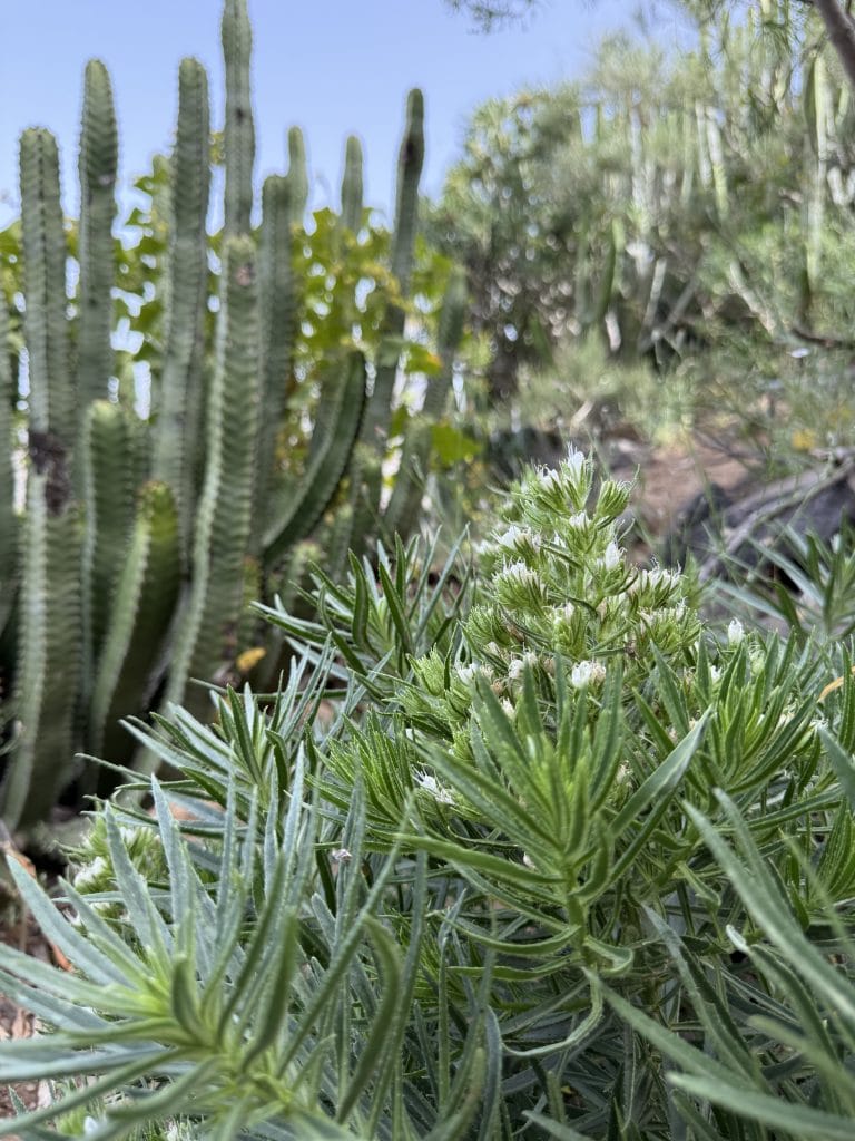 Cactus et plantes grasses rencontrés sur le sentier
