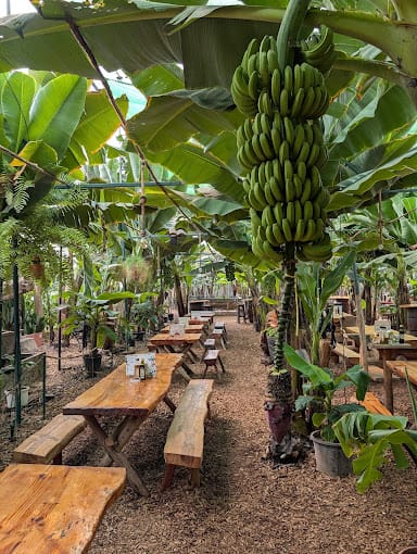 Bananiers au-dessus des tables du restaurant El Cordero à Tenerife