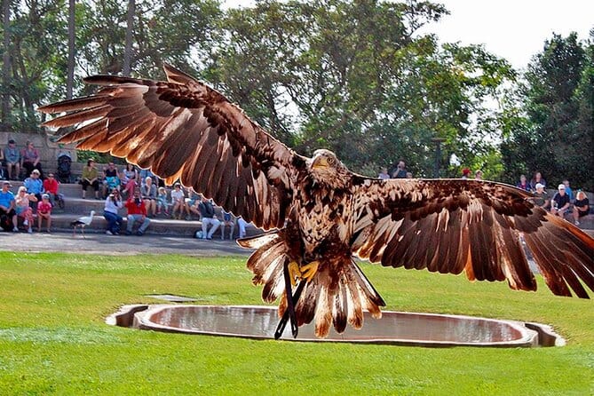 Un aigle en plein vol lors du spectacle de rapaces à Jungle Park, Tenerife