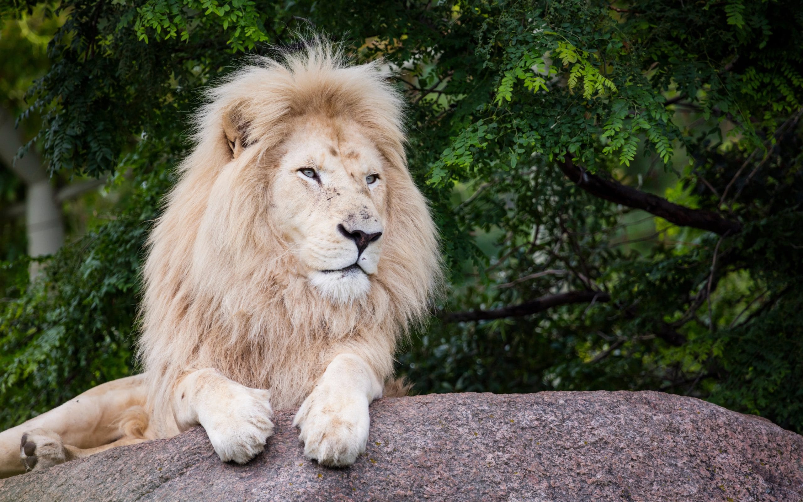 Un lion blanc dans son enclos à Jungle Park, Tenerife