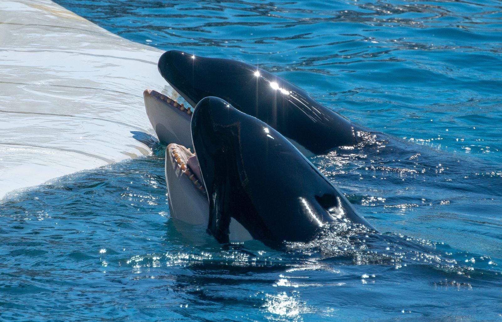 Les orques évoluant dans le grand bassin de Loro Parque, Tenerife