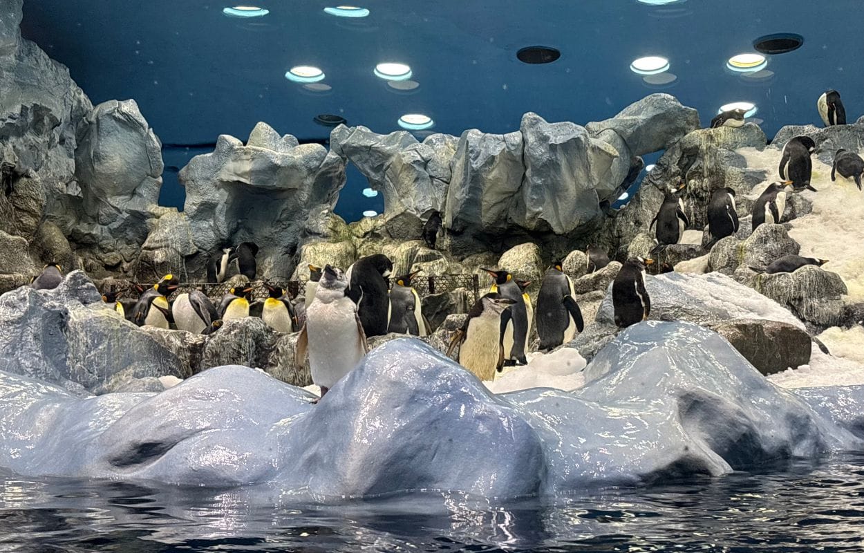 L'habitat Planet Penguin avec ses manchots à Loro Parque, Tenerife