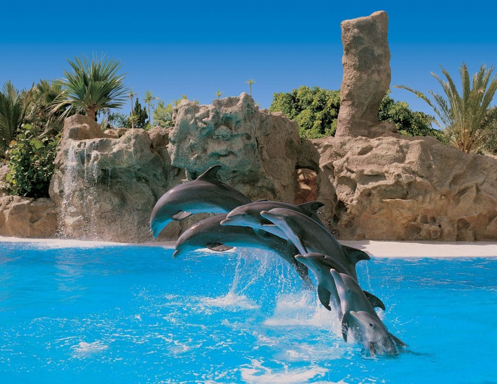 Spectacle de dauphins à Loro Parque, Tenerife