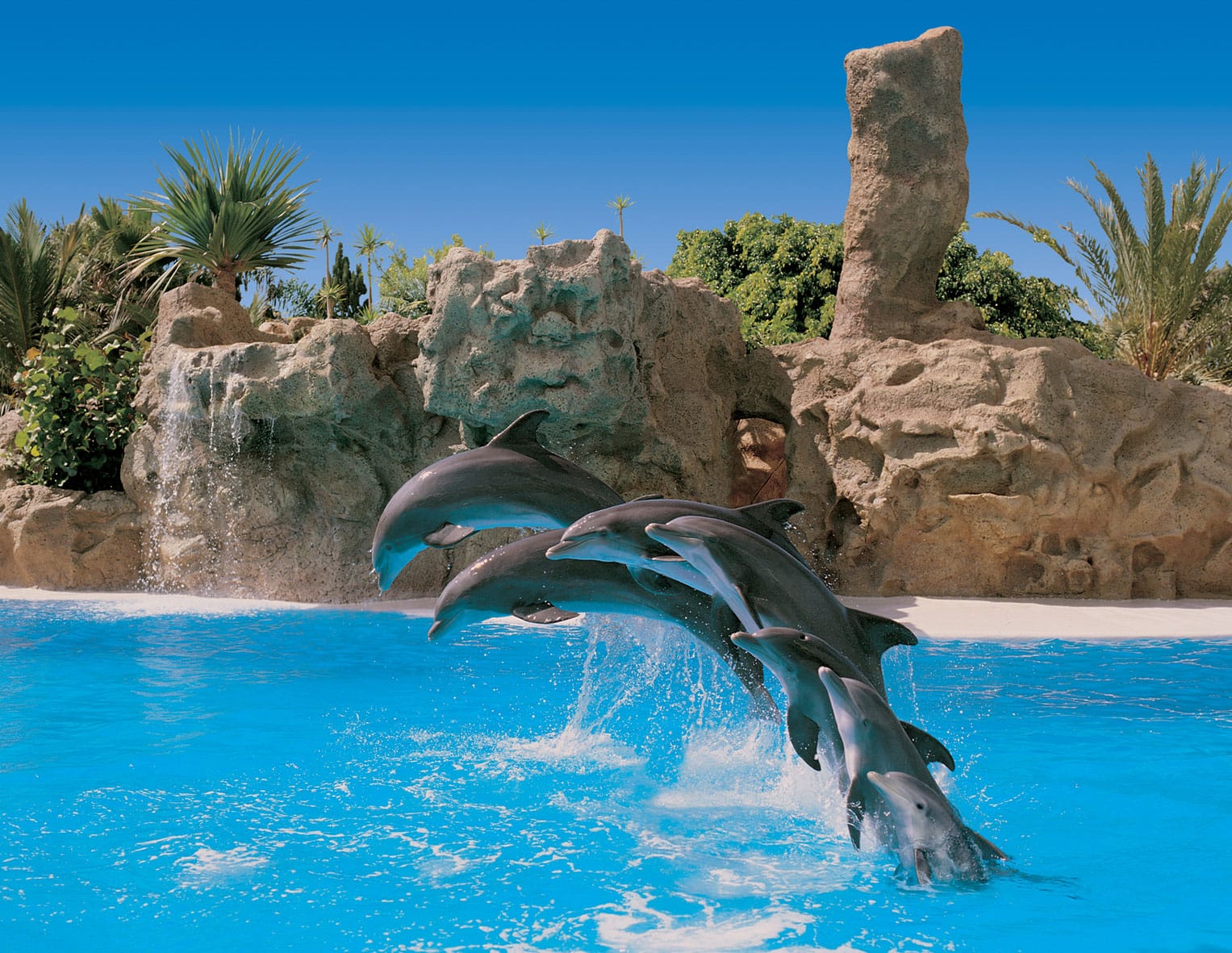 Loro Parque à Tenerife : orques, gorilles et la plus grande collection de perroquets au monde