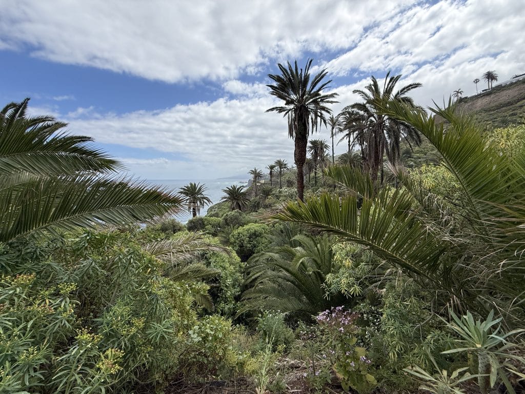 Palmiers et végétation luxuriante sur le sentier de la Rambla de Castro