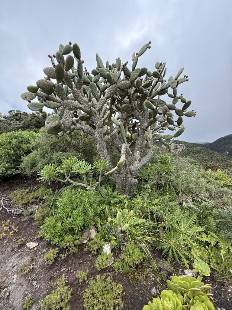 Figuier de barbarie sur le sentier, Anaga