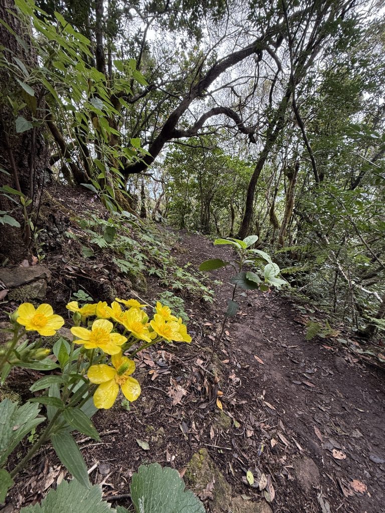 Fleurs sauvages jaunes en bord de sentier, Anaga