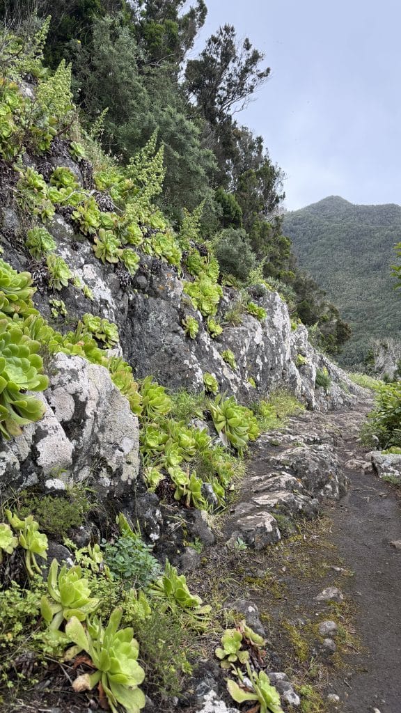 Sentier rocheux bordé d'aeoniums, fin de la randonnée, Anaga