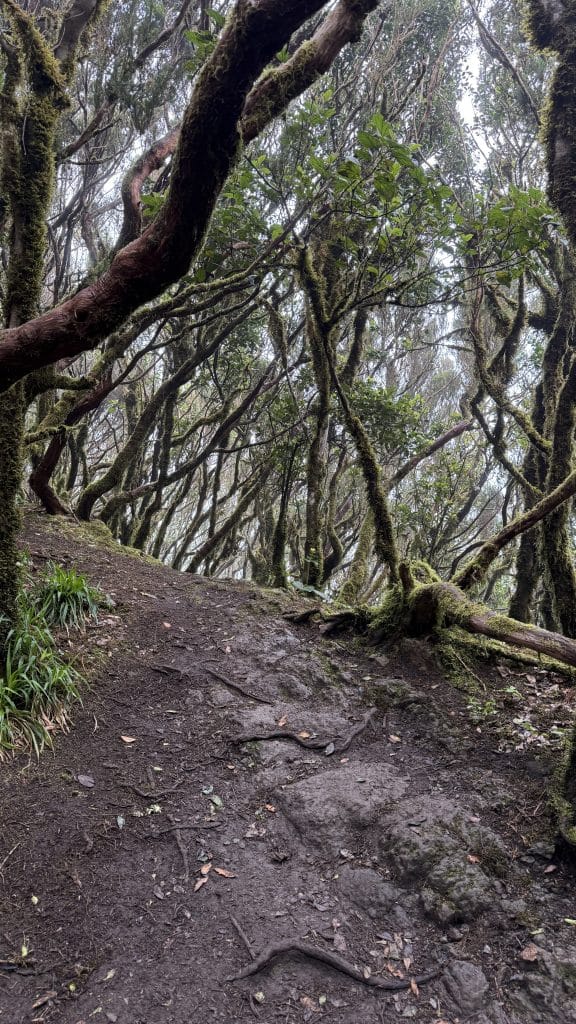 Forêt de lauriers couverte de mousse, Bosque Encantado, Anaga