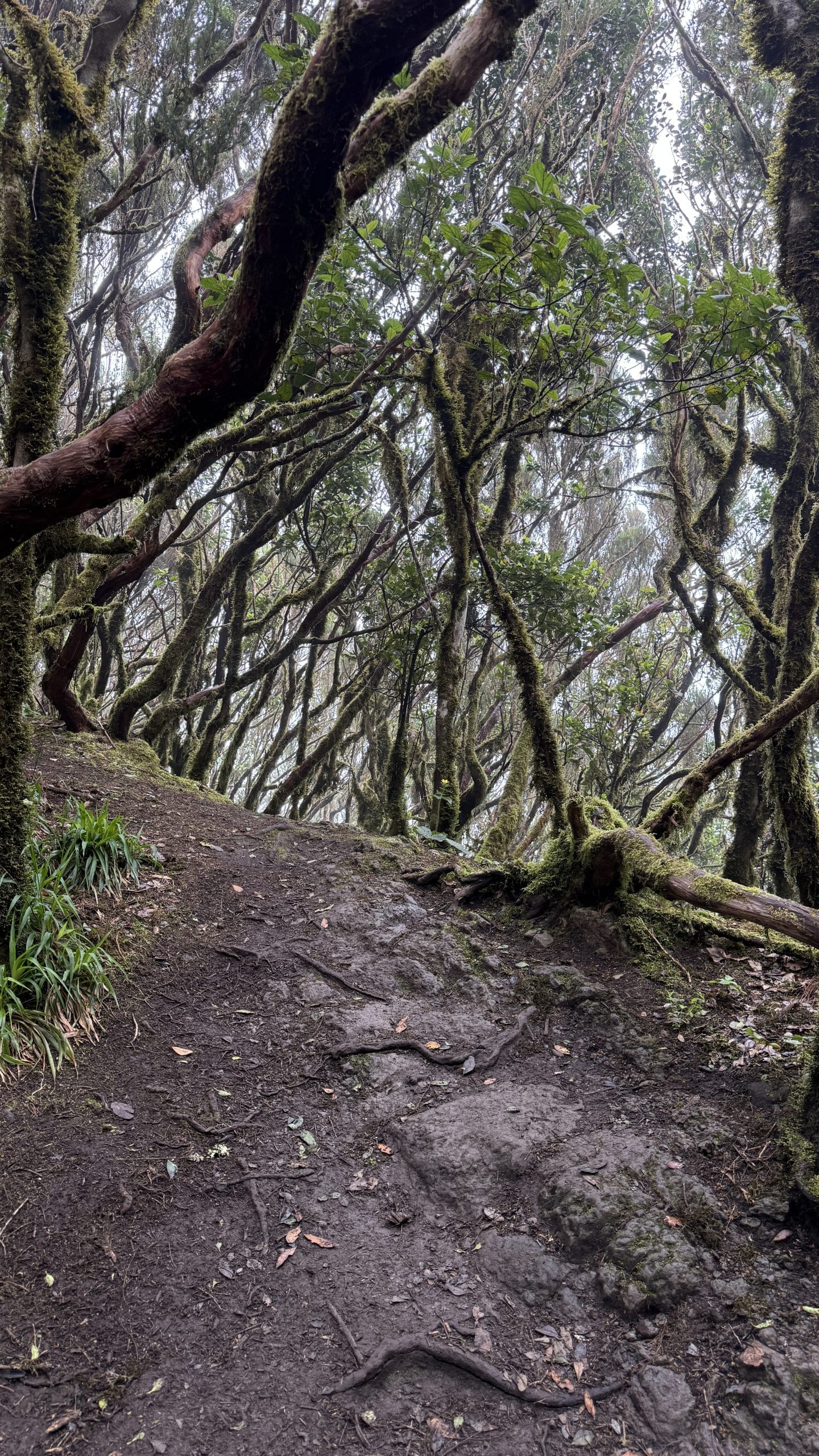 Canopée moussue de la laurisylve dans le massif d'Anaga, Tenerife