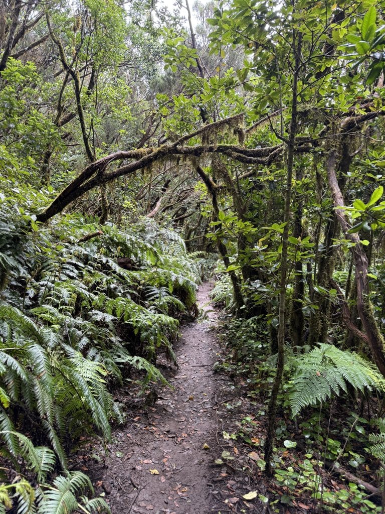 Sentier à travers la forêt de lauriers, Anaga
