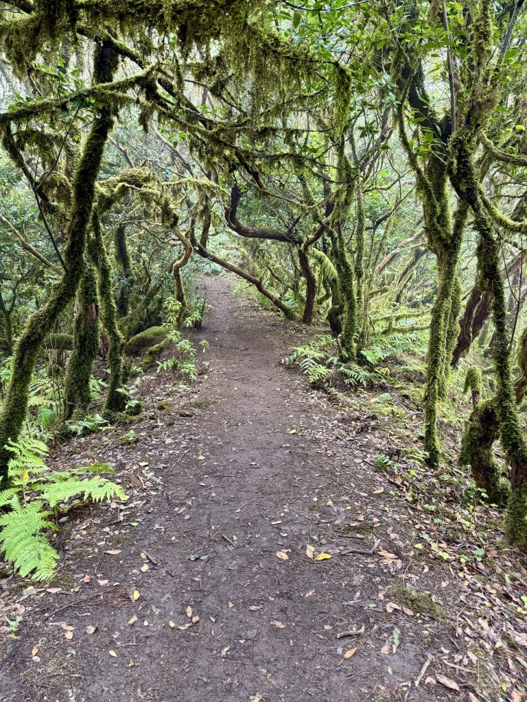 Tunnel de végétation couverte de mousse, Bosque Encantado, Anaga