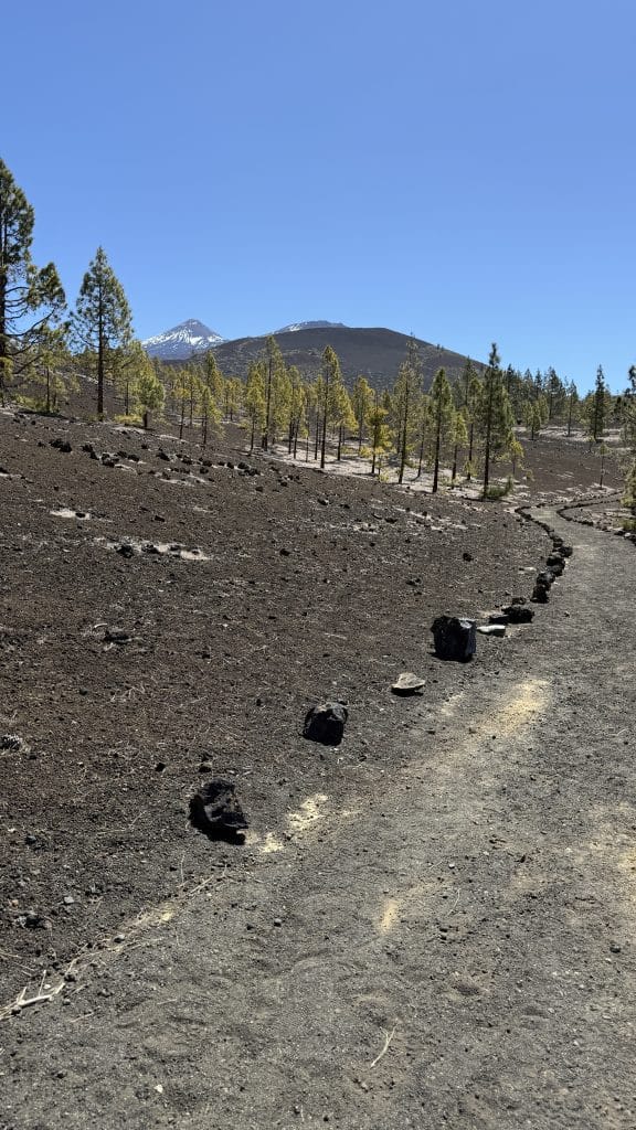 Sentier balisé de pierres à travers les pins, avec le Teide au loin