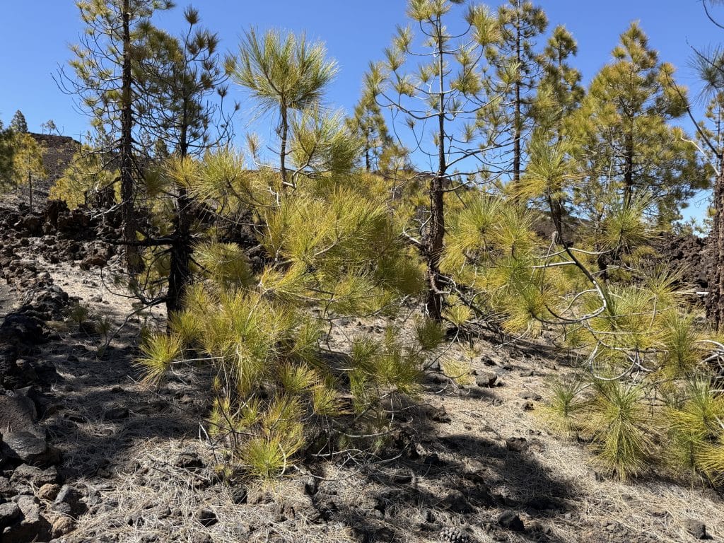 Transition entre la forêt de pins des Canaries et le paysage volcanique, sentier de Samara
