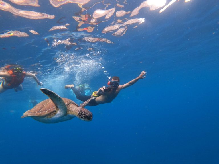 Tortue verte nageant parmi des snorkeleurs à El Bufadero, Palm-Mar, Tenerife