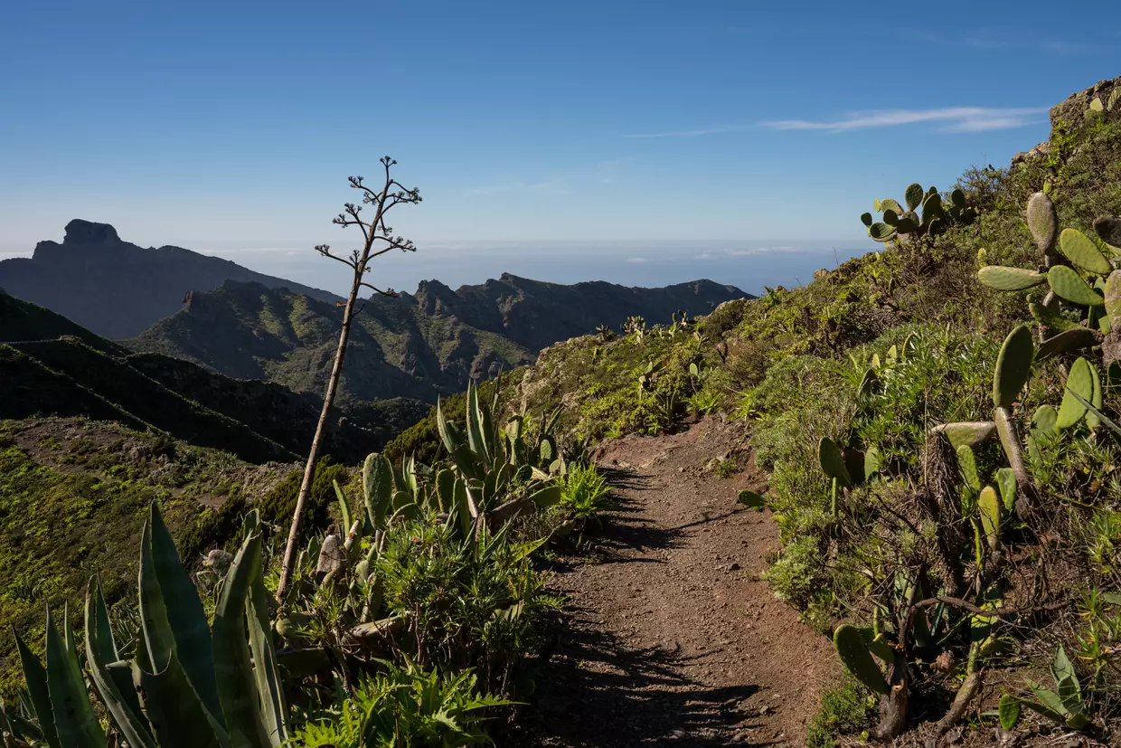 Sentier de randonnée dans le parc rural de Teno, entre agaves et figuiers de Barbarie